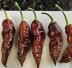 Brown Bhut Jolokia Vegetable Seeds for Planting – Heirloom Non-GMO Organic Garden Seeds, High Germination