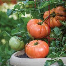 Beefsteak Tomato Seeds – Heirloom, Non-GMO, High Germination Vegetable Seeds for Large Juicy Garden Harvests