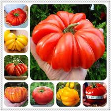 Heirloom Giant Tomato Seeds for Planting, Multi-Colour, 100 pcs
