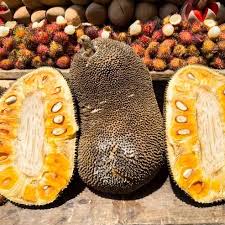 Black Gold Jackfruit Seeds for Planting – Grow Giant Tropical Fruits with Sweet Flesh, Heirloom & Non-GMO