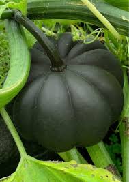 Black Pumpkin Vegetable Seeds for Planting – Heirloom, Non-GMO, High Germination Organic Garden Seeds