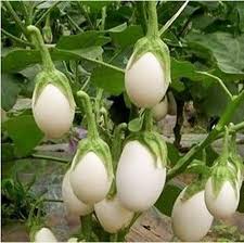 Brinjal White Round Vegetable Seeds for Planting – Heirloom, Non-GMO, Organic Garden Seeds, High Germination