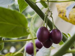 Ecuadorian Purple Tamarillo Plant Seeds for Cultivation – Heirloom & GMO Free Seeds for Home Garden