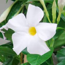 White Mandevilla Sanderi Flower Seeds for Planting – Heirloom Non-GMO, High Germination Organic Garden Seeds