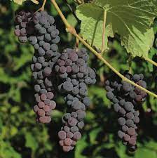 Black Corinth (Zante Currant) Grape Fruit Seeds for Planting – Sweet & Tangy Vine-Grown Grapes, Heirloom & Non-GMO