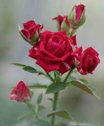 Fragrant Red Rose Plant Seeds for Planting – Heirloom Non-GMO High Germination Organic Garden Seeds