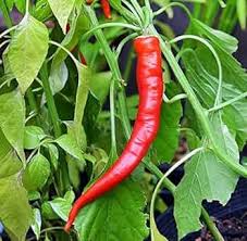 Anhui Sweet Cow-Horn Pepper Seeds for Planting – Heirloom, Non-GMO, High Germination, Organic Garden Seeds