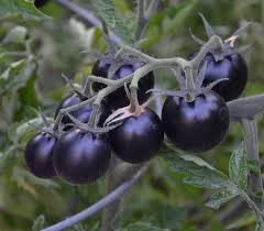 Black Cherry Tomato Vegetable Seeds for Planting – Heirloom & Non-GMO Organic Garden Seeds with High Germination