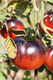 Black Red Tomato Seeds for Planting – Unique Variety, Heirloom, Non-GMO, Organic Garden Seeds, High Germination