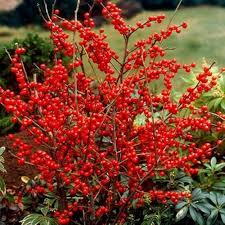 Winterberry Holly Fruit Seeds for Planting – Heirloom, Non-GMO, High Germination Organic Garden Seeds for Ornamental, Berry-Bearing Shrubs