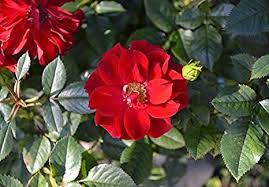 Red Rugrose Rose Plant Seeds for Planting – Heirloom Non-GMO High Germination Organic Garden Seeds