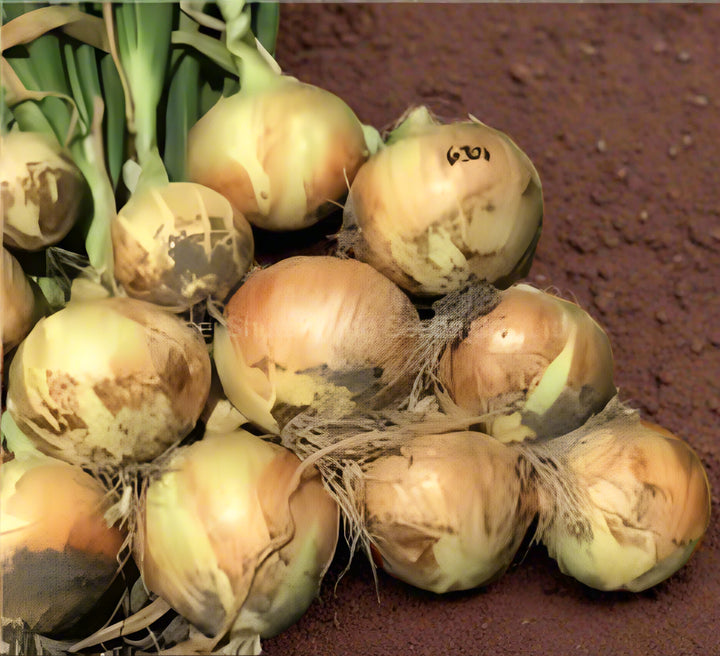 Yellow Onion Vegetable Seeds for Planting – Heirloom, Non-GMO, Organic Garden Vegetable Seeds