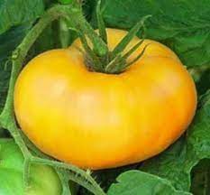 Big Dark Yellow Tomato Seeds for Planting – Heirloom, Non-GMO, Organic Garden Seeds, High Germinatio