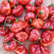 Aji Dulce Red Pepper Seeds for Planting – Heirloom, Non-GMO, High Germination Organic Garden Seeds for Sweet Peppers