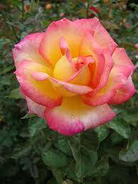 Yellow Pink Climbing Rose Plant Seeds – Heirloom Non-GMO High Germination Organic Garden Seeds for Planting