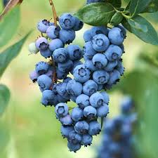 Wild Lowbush Blueberries Fruit Seeds for Planting - Heirloom, Non-GMO, High Germination Organic Garden Seeds