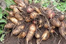 Yacon Vegetable Seeds for Planting – Heirloom Non-GMO Organic Garden Seeds, High Germination