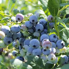 Southern Highbush Blueberries Fruit Seeds – Non-GMO Heirloom Seeds for Garden Planting