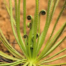 carnivorous plant seeds Drosophyllum Lusitanicum Carnivorous Plant Seeds for Planting – Heirlo –  Neeraseeds