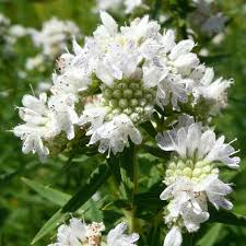 White Mountain Mint Flower Seeds for Planting - NON GMO Seeds