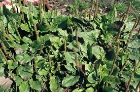 Broadleaf Tortoise Forage Seeds for Planting – Heirloom & Non-GMO High Germination Organic Garden Seeds