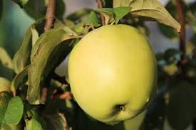 Antonovka Apple Tree Seeds for Planting – Hardy & Delicious Homegrown Apples, Heirloom & Non-GMO, High Germination