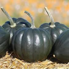 Black Pumpkin Vegetable Seeds for Planting – Heirloom, Non-GMO, High Germination Organic Garden Seeds