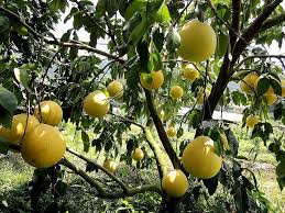 Yellow Mini Pummelo Fruit Seeds for Planting – Tangy, Heirloom & Non-GMO, High Germination Seeds