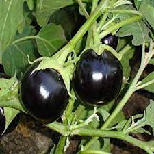 Brinjal Black Round (Egg Plant) Vegetable Seeds for Planting – Heirloom, Non-GMO, High Germination, Organic Garden Seeds