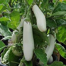 Brinjal Eggplant F1 White Long Seeds for Planting – Heirloom, Non-GMO, High Germination Organic Vegetable Seeds