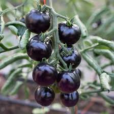 Black Cherry Tomato Vegetable Seeds for Planting – Heirloom & Non-GMO Organic Garden Seeds with High Germination