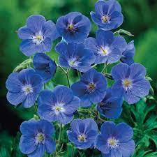 Dark Blue Geranium (Pelargonium) Flower Seeds for Planting – Heirloom, Non-GMO, High Germination Organic Garden Seeds