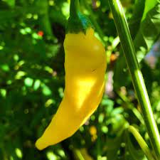 Yellow Aji Limon Seeds for Planting – Heirloom, Non-GMO, Organic Garden Seeds, High Germination Chili Peppers