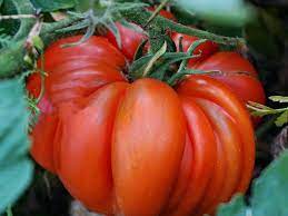 Beefsteak Tomato Seeds – Heirloom, Non-GMO, High Germination Vegetable Seeds for Large Juicy Garden Harvests