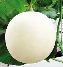 White Muskmelon Fruit Seeds – Sweet & Refreshing Muskmelon, Heirloom & Non-GMO Seeds for Home Garden