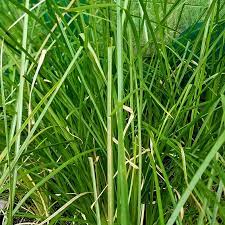 Vetiver Plant Seeds for Planting – Aromatic Grass Seeds for Soil Erosion Control, Fragrance, and Landscaping