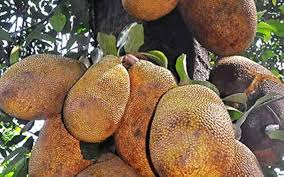 Black Gold Jackfruit Seeds for Planting – Grow Giant Tropical Fruits with Sweet Flesh, Heirloom & Non-GMO