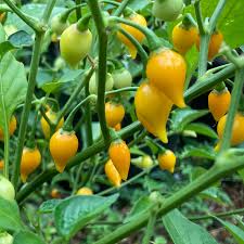 Yellow Biquinho Pepper Seeds for Planting - Heirloom Non-GMO High Germination Organic Garden Seeds