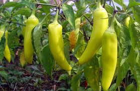 Banana Peppers Seeds for Planting – Heirloom, Non-GMO, Organic Garden Seeds with High Germination Rate