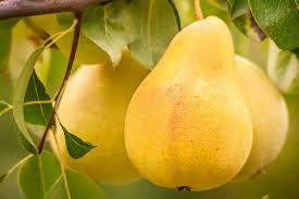 Yellow Bartlett Pear Fruit Seeds for Planting – Heirloom Non-GMO High Germination Organic Garden Seeds