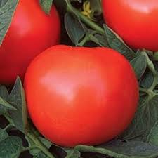Phoenix Hybrid Tomato Seeds for Planting – Heirloom, Non-GMO, Organic Garden Seeds with High Germination