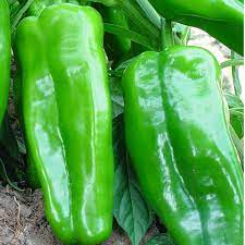 Big Jim Chili Pepper Seeds for Planting – Heirloom, Non-GMO, High Germination Organic Vegetable Seeds