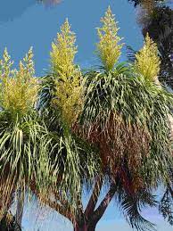 Yellow Beaucarnea Recurvata Plant Seeds for Planting – NON GMO Heirloom Seeds, High Germination, Organic Garden
