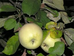 Antonovka Apple Tree Seeds for Planting – Hardy & Delicious Homegrown Apples, Heirloom & Non-GMO, High Germination