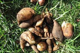 Yacon Vegetable Seeds for Planting – Heirloom Non-GMO Organic Garden Seeds, High Germination