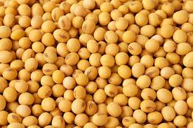 Yellow Bean Seeds for Planting – Heirloom, Non-GMO, High Germination, Organic Garden Seeds