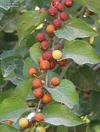 Ziziphus mucronata (Buffalo Thorn) Jujube Fruit Seeds for Planting – Hardy Sweet Jujube Trees, Non-GMO Seeds