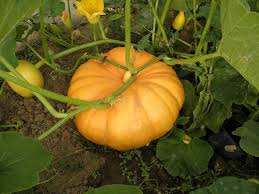 Yellow Pumpkin Vegetable Seeds for Planting - Heirloom, Non-GMO, High Germination Organic Garden Seeds