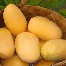 Carabao (Philippine Mango) Fruit Seeds for Planting – Heirloom Non-GMO High Germination Organic Garden Seeds