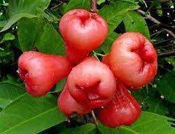 Rose Apple Fruit Seeds – Heirloom Non-GMO, High Germination Seeds for Planting Juicy Water Apples